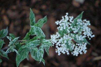 Sambucus nigra 'Pulverulenta' - bez černý 'Pulverulenta'